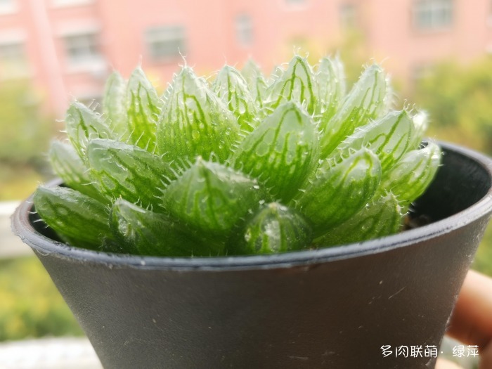 夏天的玉露，颜值静好