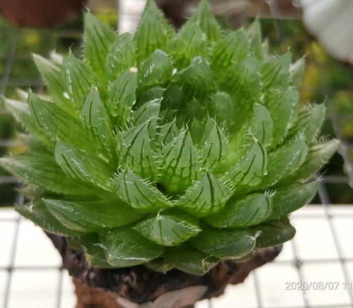 夏天的玉露，颜值静好