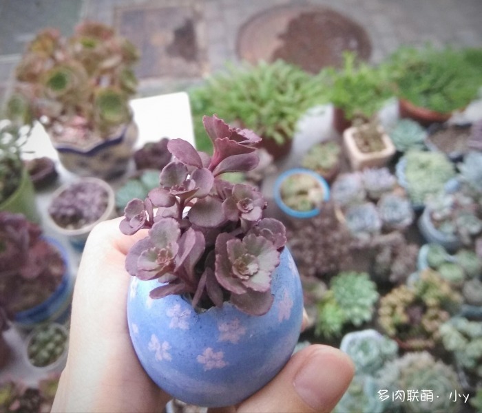 小球玫瑰的成长变化