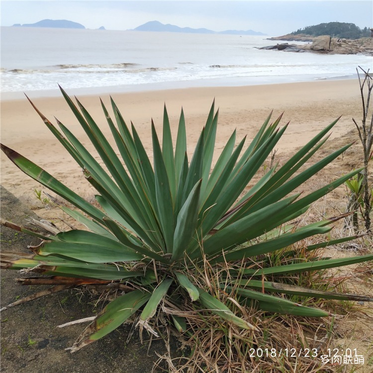 舟山海边的龙舌兰