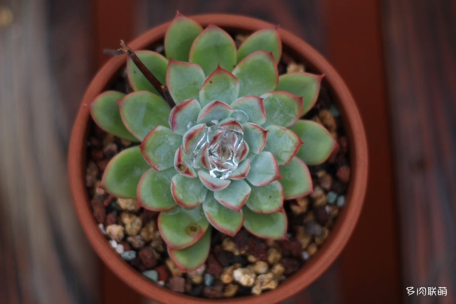 花月夜的一生