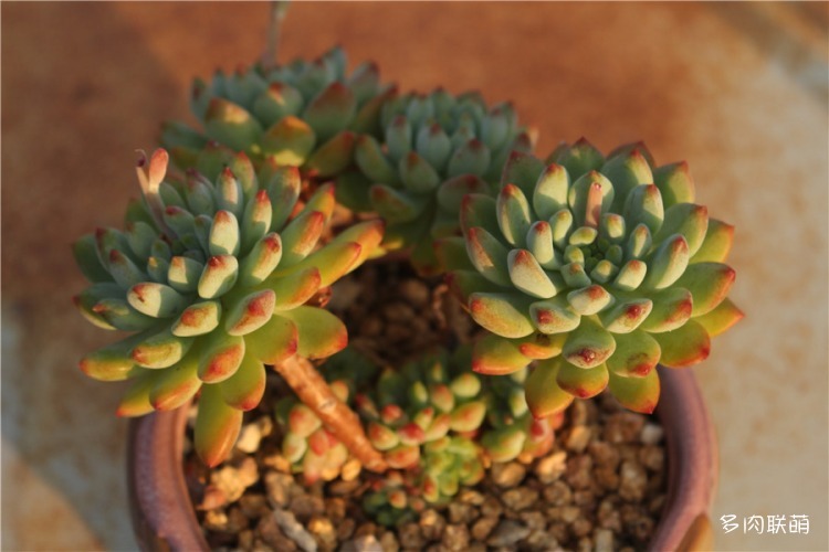 蓝苹果