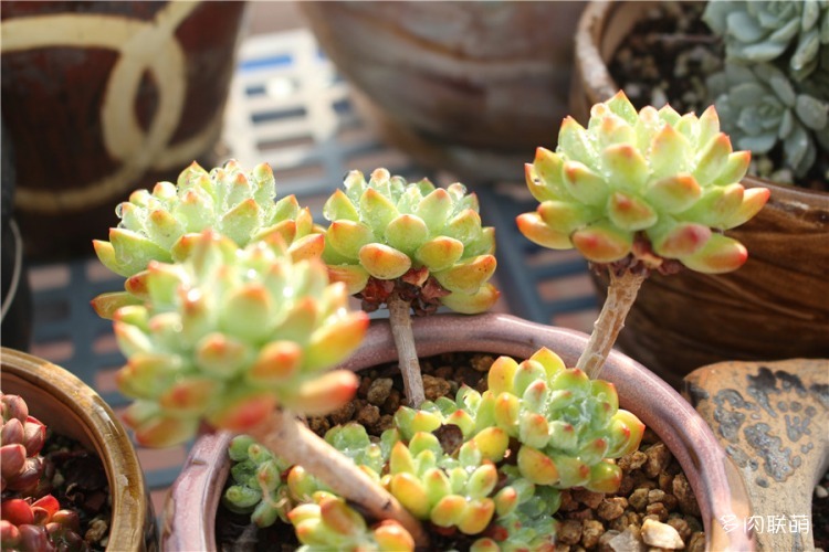 蓝苹果