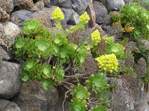 君美丽 Aeonium arboreum ssp. holochrysum