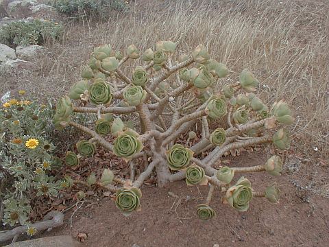 香馥 Aeonium balsamiferum