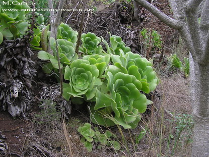 香炉盘 Aeonium canariense ssp. canariense