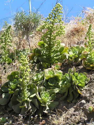Aeonium canariense ssp. christii