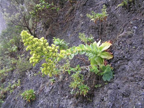 舞龙华 Aeonium cuneatum