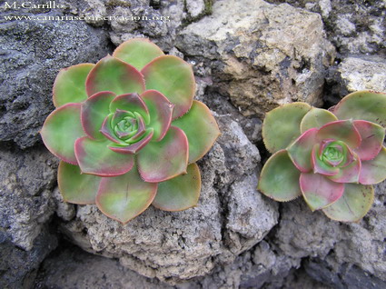 寒月夜 Aeonium davidbramwellii