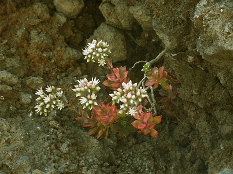 艳日辉 Aeonium decorum