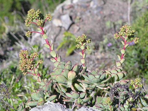 红缘莲花掌 Aeonium haworthii