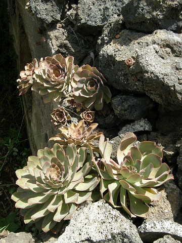 戴冠曲 Aeonium hierrense