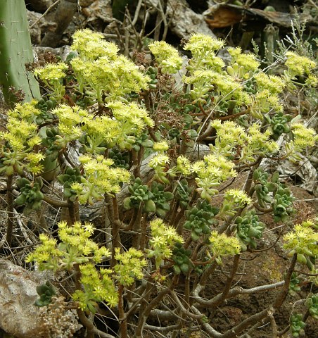 Aeonium lindleyi ssp.lindleyi