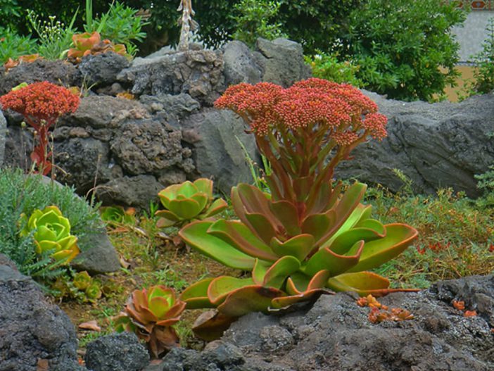 镜狮子 Aeonium nobile