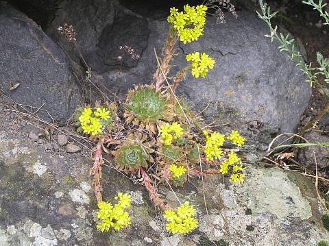 毛叶莲花掌 Aeonium simsii