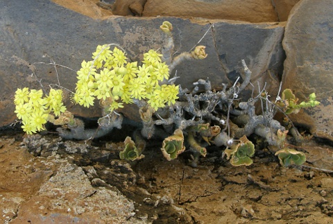 晶钻绒莲 Aeonium smithii