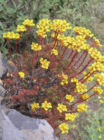 仙童唱 Aeonium spathulatum