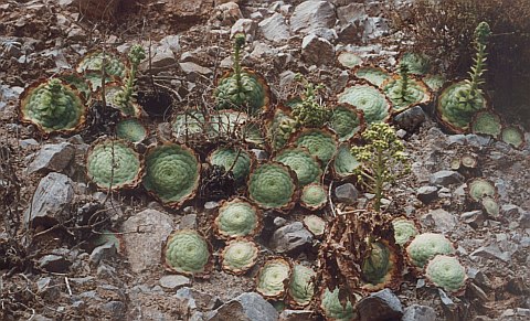 明镜 Aeonium tabulaeforme