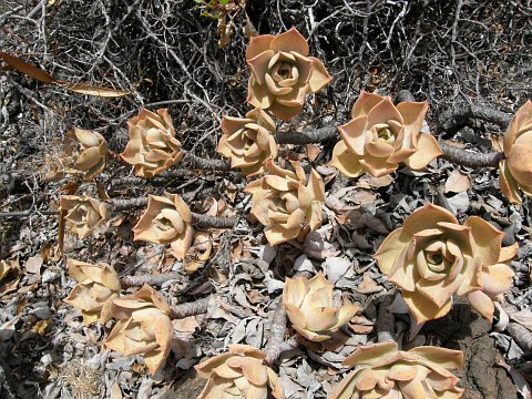 舞龙华 Aeonium valverdense