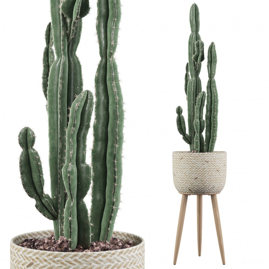华烛麒麟 Euphorbia candelabrum