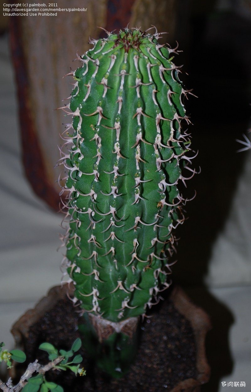 圆柱麒麟 Euphorbia columnaris