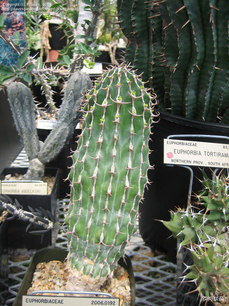 圆柱麒麟 Euphorbia columnaris