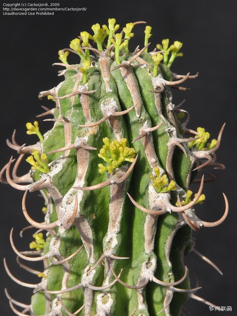 圆柱麒麟 Euphorbia columnaris