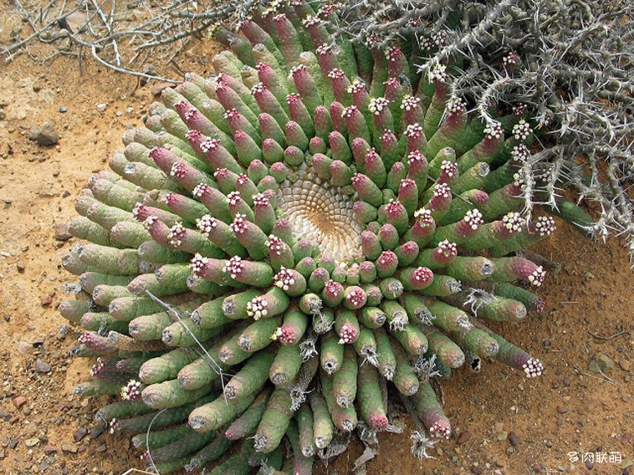 閻魔麒麟 Euphorbia esculenta