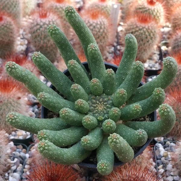 閻魔麒麟 Euphorbia esculenta