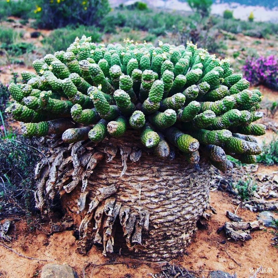 閻魔麒麟 Euphorbia esculenta