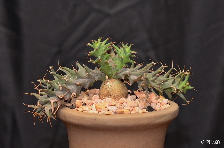 旋风麒麟 Euphorbia groenewaldii