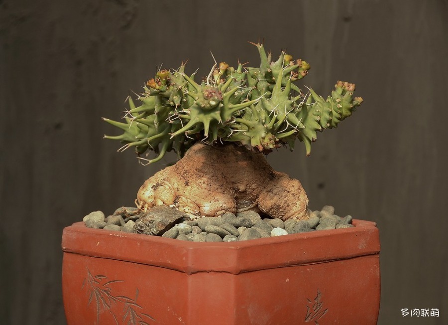 旋风麒麟 Euphorbia groenewaldii