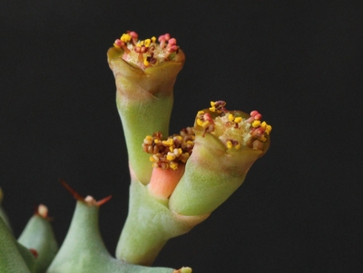 旋风麒麟 Euphorbia groenewaldii