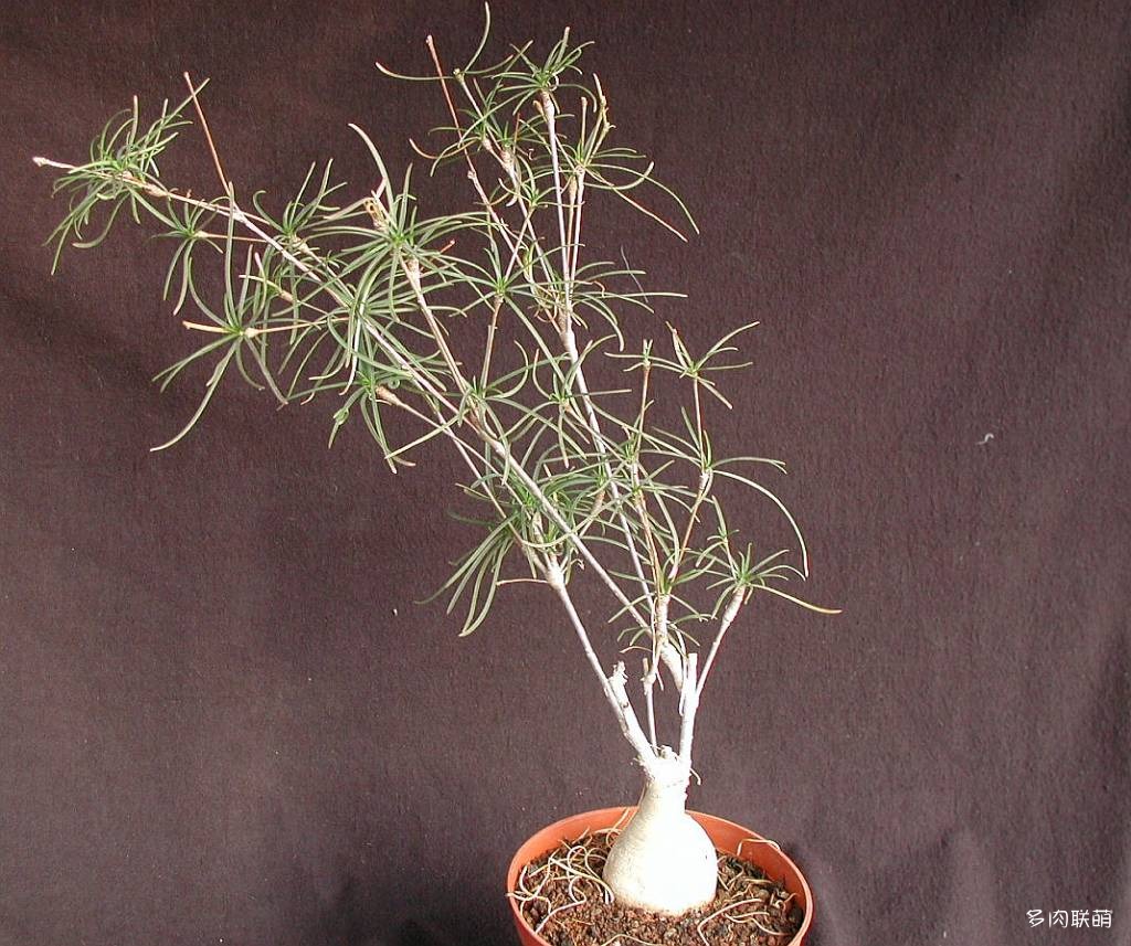 柳麒麟 Euphorbia hedyotoides