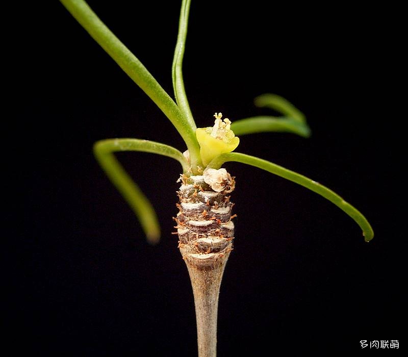 柳麒麟 Euphorbia hedyotoides