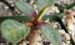 阔叶麒麟 Euphorbia iharanae