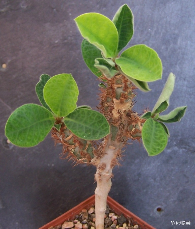 阔叶麒麟 Euphorbia iharanae