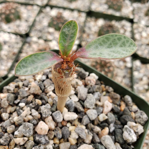 阔叶麒麟 Euphorbia iharanae