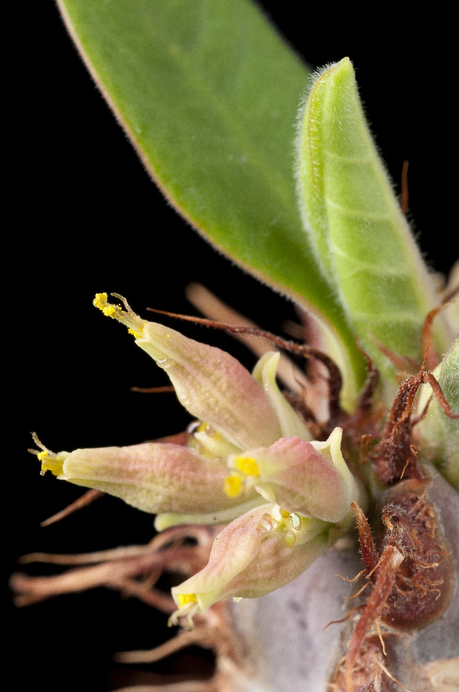 阔叶麒麟 Euphorbia iharanae