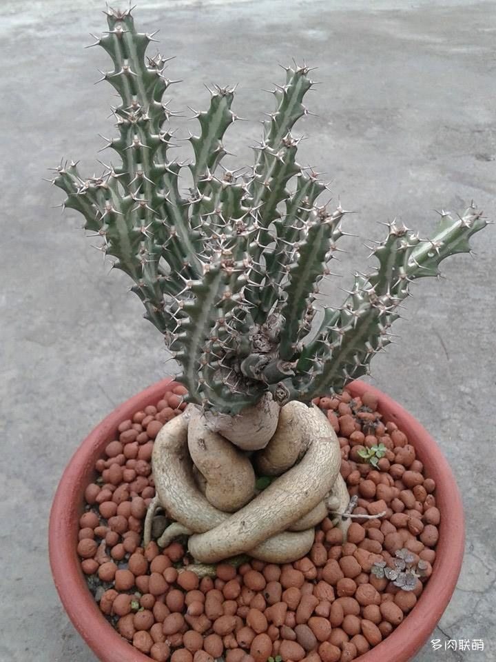 狗奴子麒麟 Euphorbia knuthii
