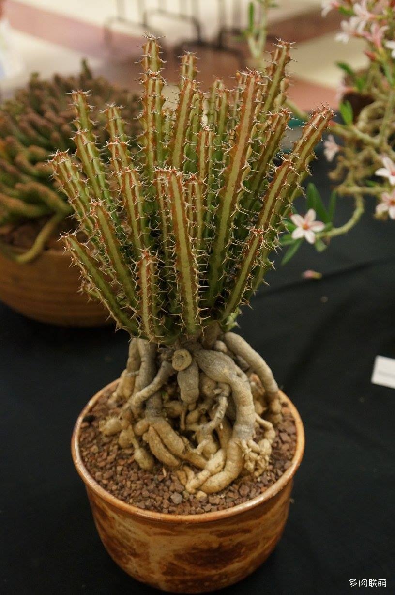 狗奴子麒麟 Euphorbia knuthii