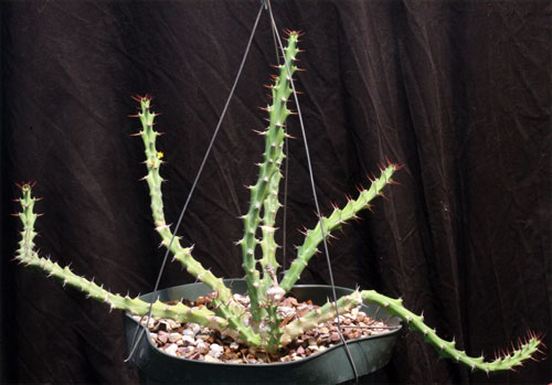 Euphorbia knuthii subs. johnsonii