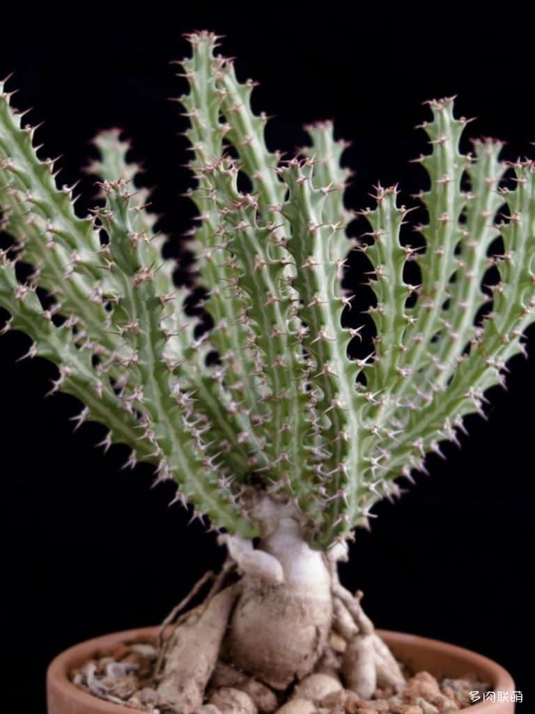 狗奴子麒麟 Euphorbia knuthii