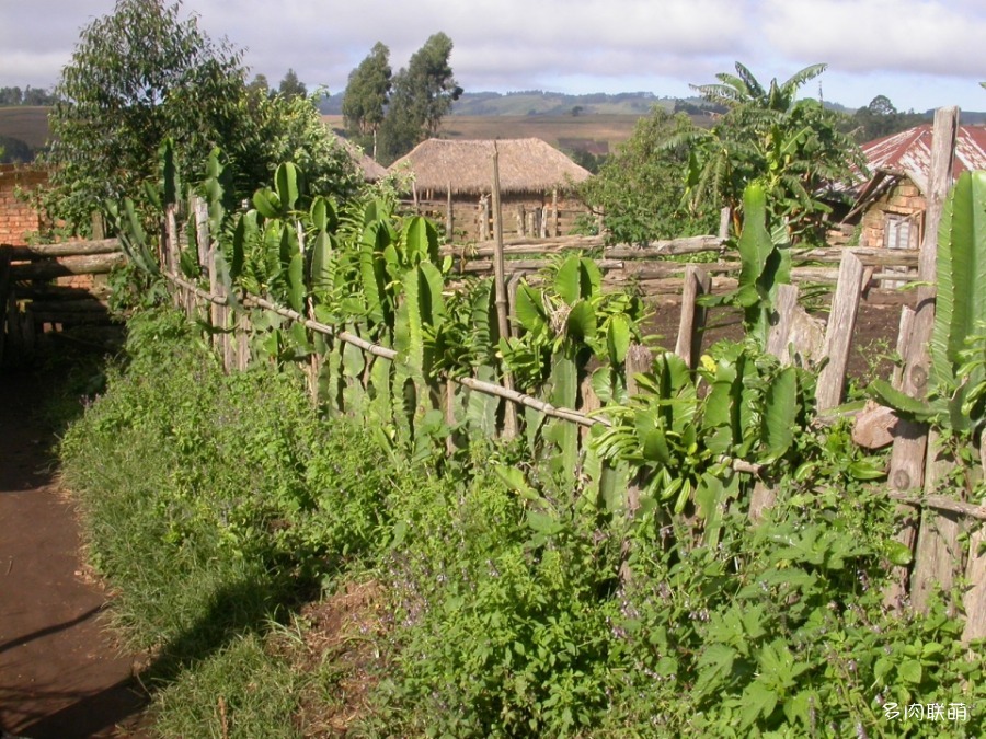 水晶阁 Euphorbia nyikae