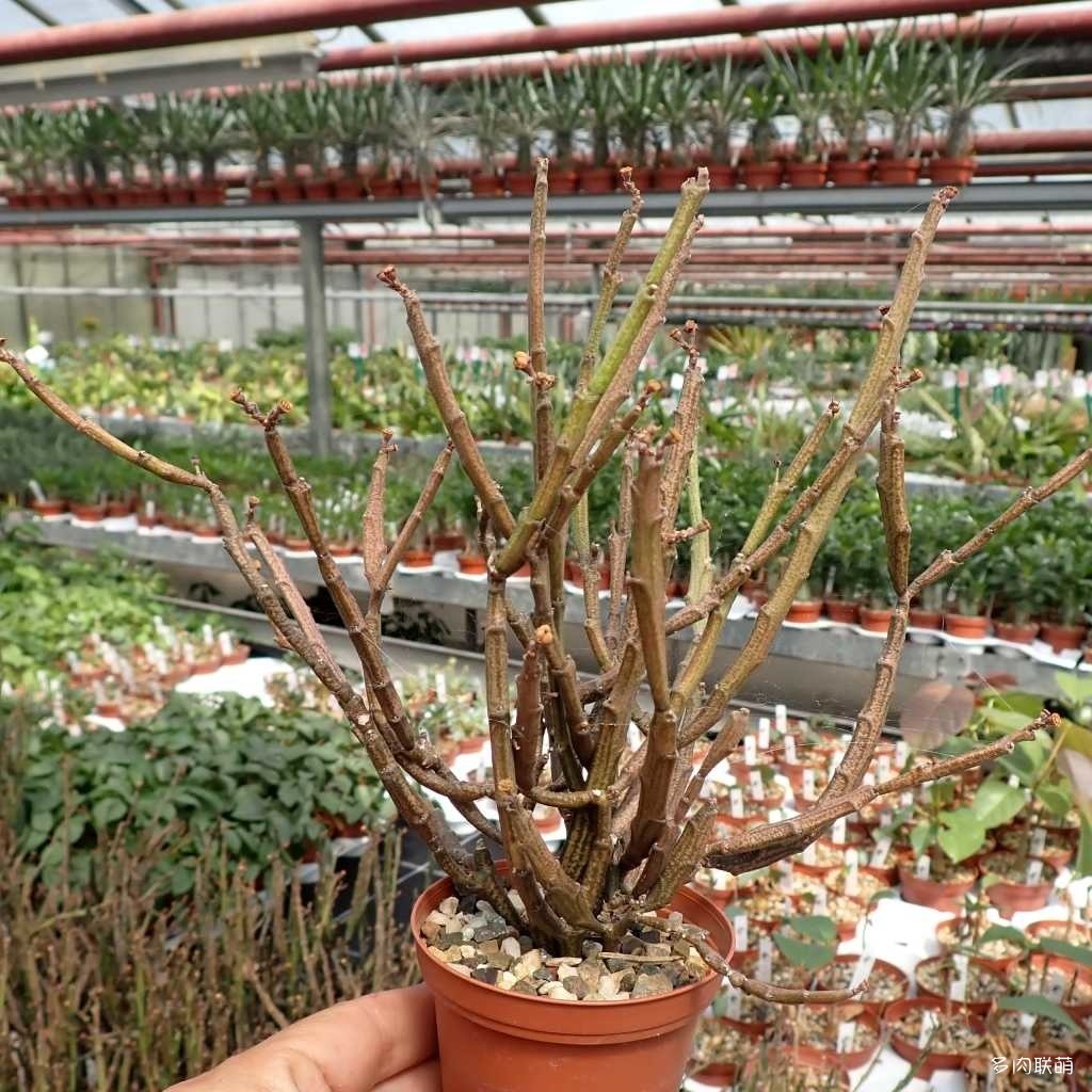 Euphorbia platyclada v. erecta