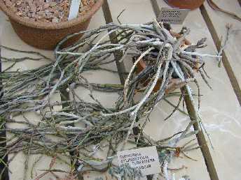 Euphorbia platyclada var. hardyi