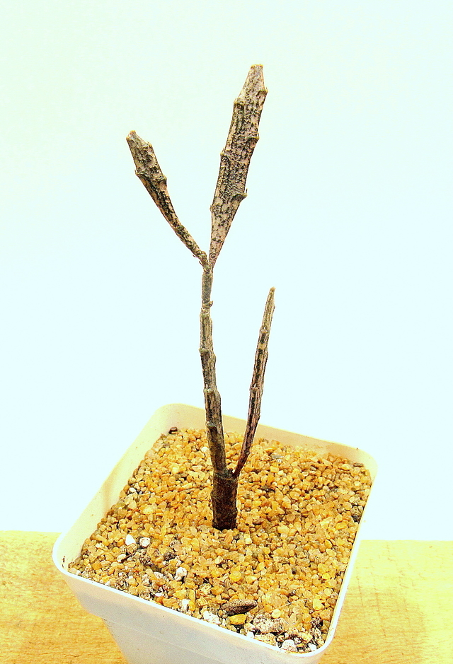 扁平麒麟 euphorbia platyclada
