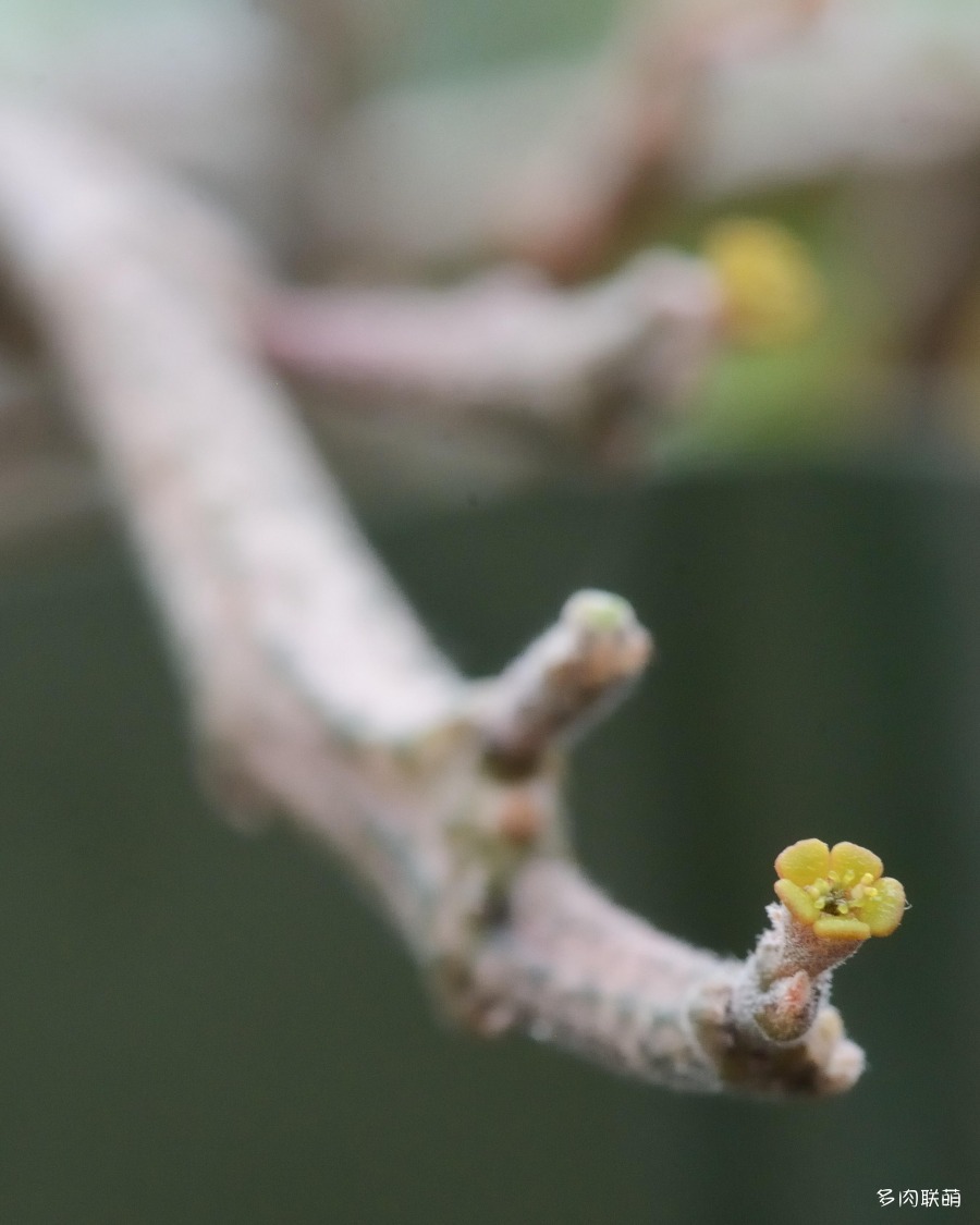 扁平麒麟 euphorbia platyclada