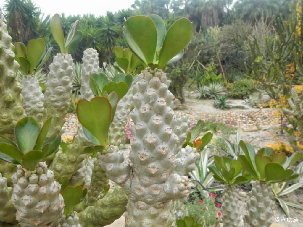 贝信麒麟/幸福麒麟 Euphorbia poissonii