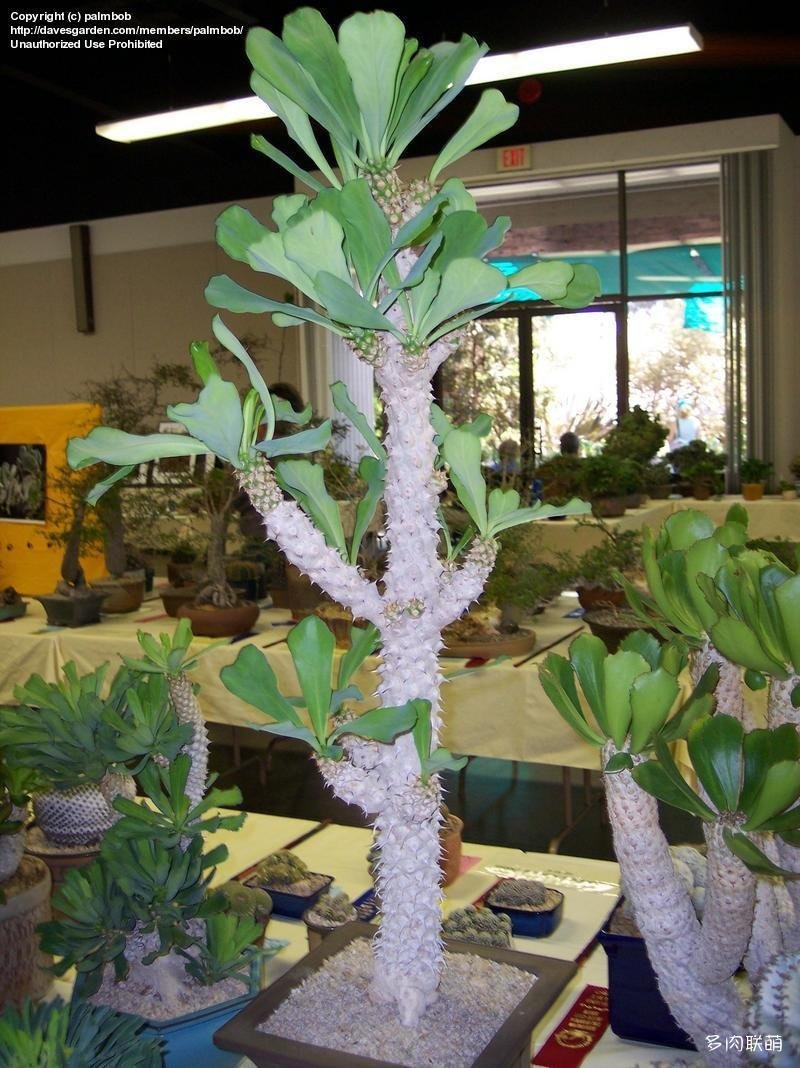 贝信麒麟/幸福麒麟 Euphorbia poissonii